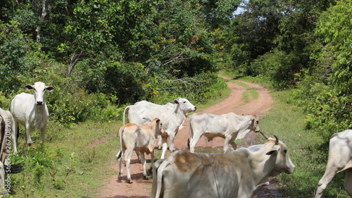 Herd of cows