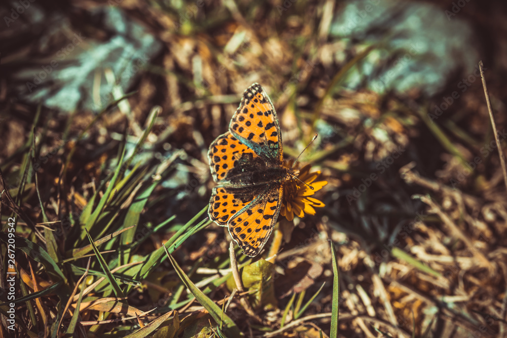 Obraz premium Schmetterling