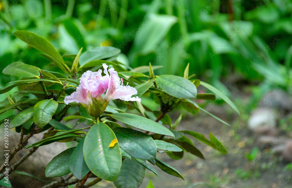 Obraz premium Pink rhododendron spring sunny day