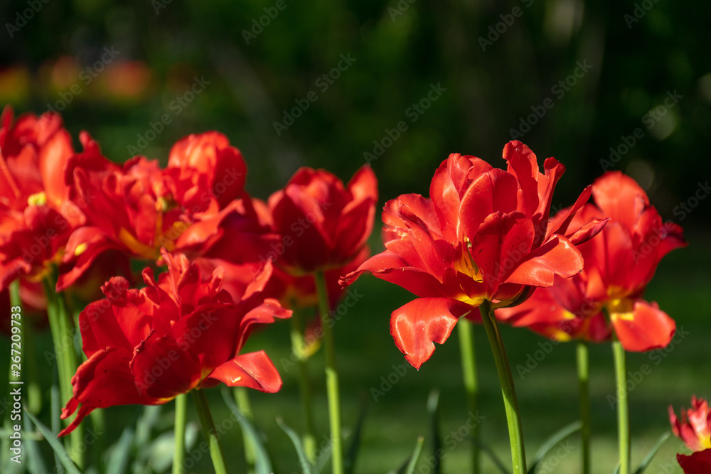 Red tulips in spring sunny day