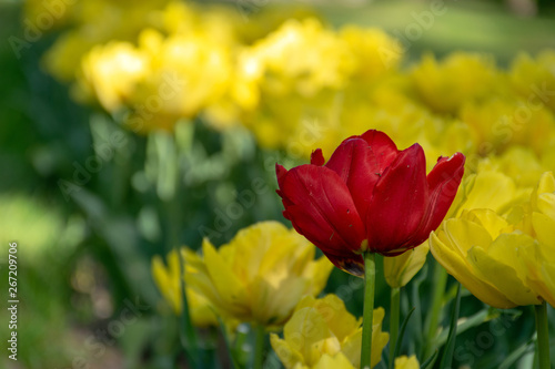 Red tulips in yellow spring sunny day
