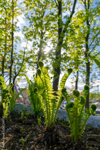 Green fern spring sunny day