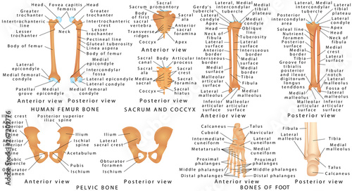 Bones of lower limb of human. Anatomy of a human pelvic girdle and legs. Human Skeleton System Lower Limbs Anatomy. Front and back view. For advertising and medical publications.
