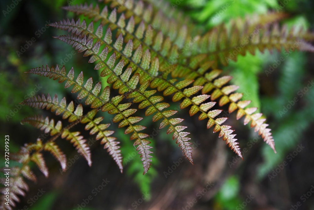 The beautiful pattern of the leaves of The beautiful pattern of the leaves of