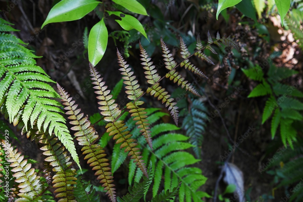 The beautiful pattern of the leaves of The beautiful pattern of the leaves of