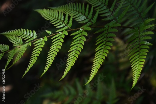 The beautiful pattern of the leaves of  Fern 