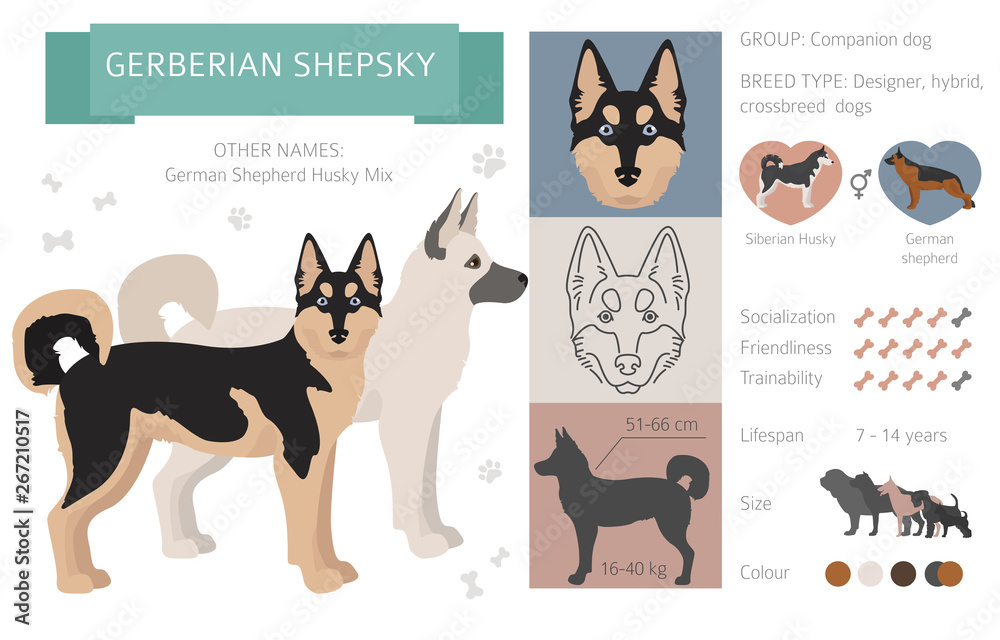 Full grown gerberian shepsky 2025