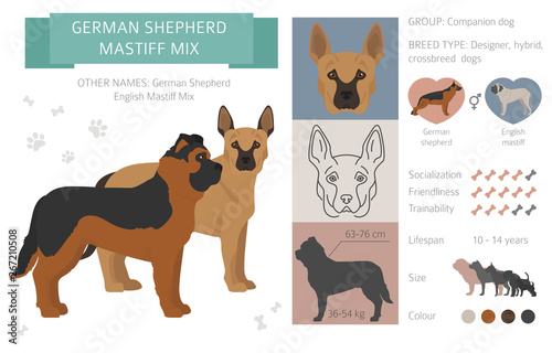 Designer dogs, crossbreed, hybrid mix pooches collection isolated on white. Flat style clipart infographic