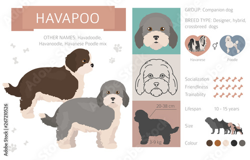 Designer, crossbreed, hybrid mix dogs collection isolated on white. Flat style clipart set