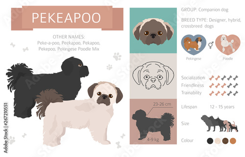 Designer dogs, crossbreed, hybrid mix pooches collection isolated on white. Flat style clipart infographic