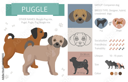 Designer, crossbreed, hybrid mix dogs collection isolated on white. Flat style clipart set