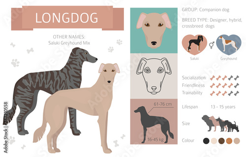 Designer dogs, crossbreed, hybrid mix pooches collection isolated on white. Flat style clipart infographic