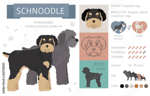 Designer dogs, crossbreed, hybrid mix pooches collection isolated on white. Flat style clipart infographic