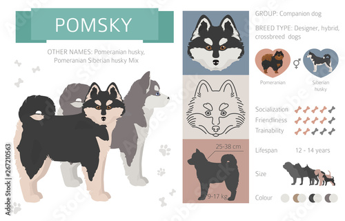 Designer dogs, crossbreed, hybrid mix pooches collection isolated on white. Flat style clipart infographic