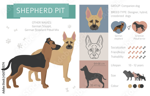 Designer dogs, crossbreed, hybrid mix pooches collection isolated on white. Flat style clipart infographic