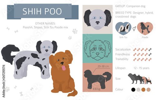 Designer dogs, crossbreed, hybrid mix pooches collection isolated on white. Flat style clipart infographic