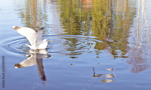 White gull landed on the water surface of the lake