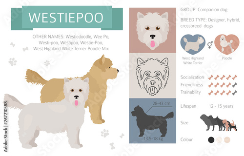Designer dogs, crossbreed, hybrid mix pooches collection isolated on white. Flat style clipart infographic