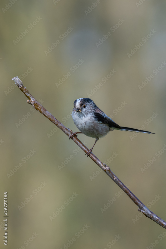 Long-tailed tit (Aegithalos caudatus) with insects in its bill.