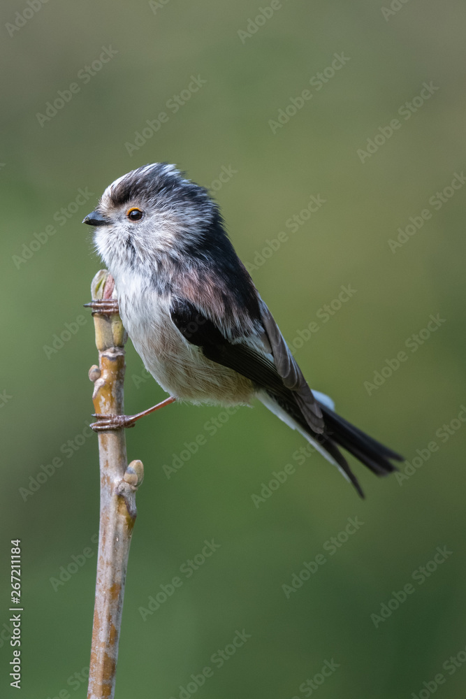 Fototapeta premium Long tailed tit (Aegithalos caudatus)