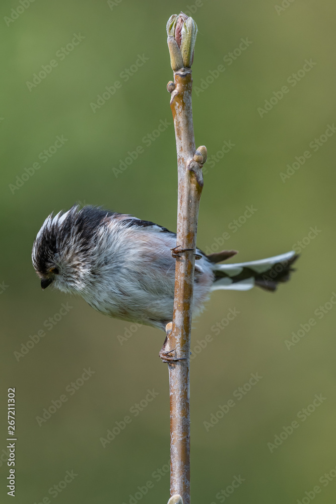Naklejka premium Long tailed tit (Aegithalos caudatus)