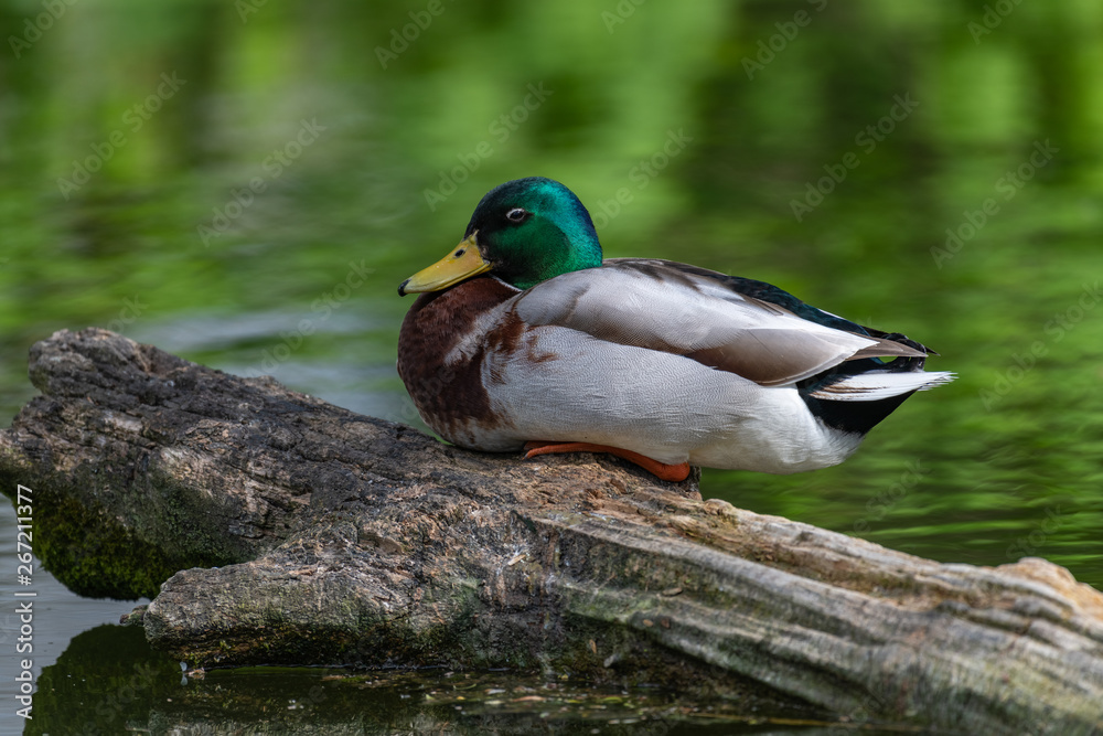 Obraz premium Mallard Duck (Anas platyrhynchos) resting on a log