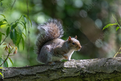 Eastern gray squirrel (Sciurus carolinensis)