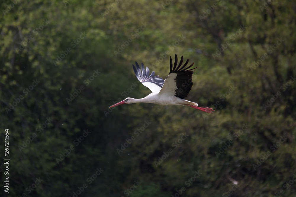 Naklejka premium White Stork flying and standing in a field, Fuerth, Germany