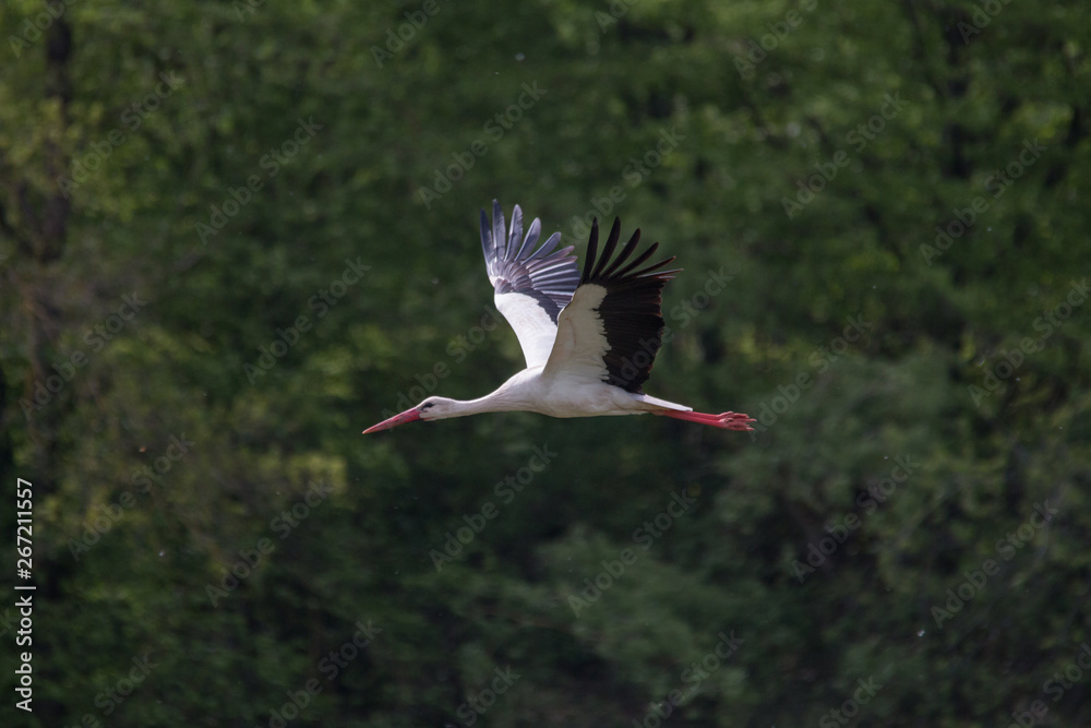 White Stork flying and standing in a field, Fuerth, Germany White Stork flying and standing in a field, Fuerth, Germany