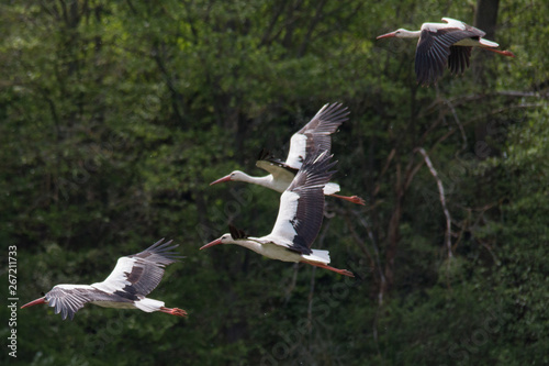 Photography White Stork flying and standing in a field, Fuerth, Germany