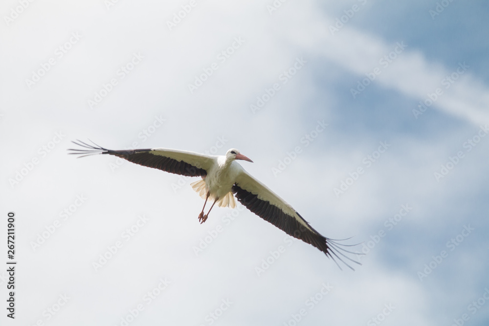Obraz premium White Stork flying and standing in a field, Fuerth, Germany