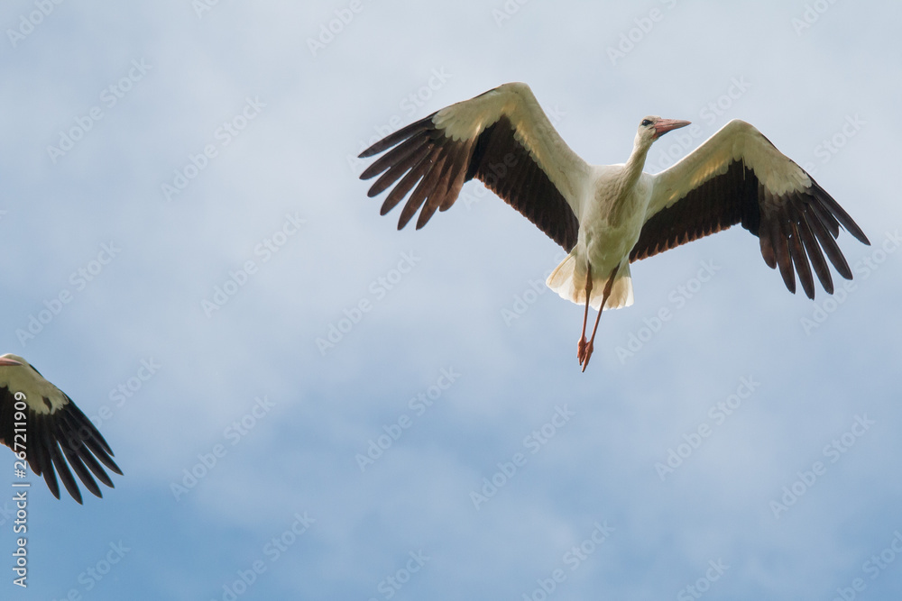 Obraz premium White Stork flying and standing in a field, Fuerth, Germany