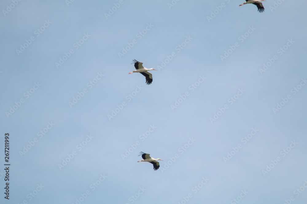 White Stork flying and standing in a field, Fuerth, Germany White Stork flying and standing in a field, Fuerth, Germany