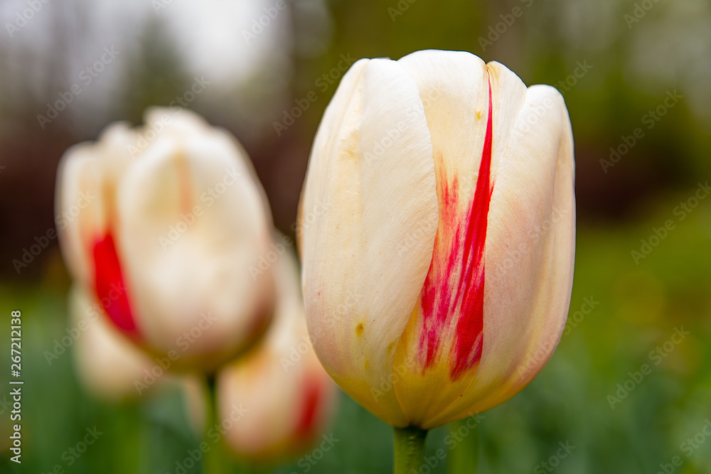 Beautiful tulip in the garden