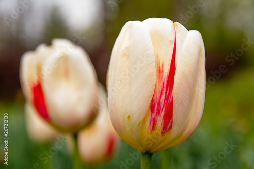 Obraz na płótnie Beautiful tulip in the garden w salonie