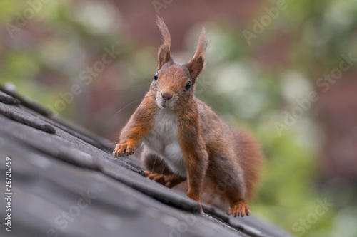 Eurasian red squirrel playing on the roof an in the tree, Fuerth, Germany