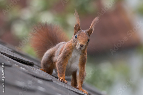 Eurasian red squirrel playing on the roof an in the tree, Fuerth, Germany