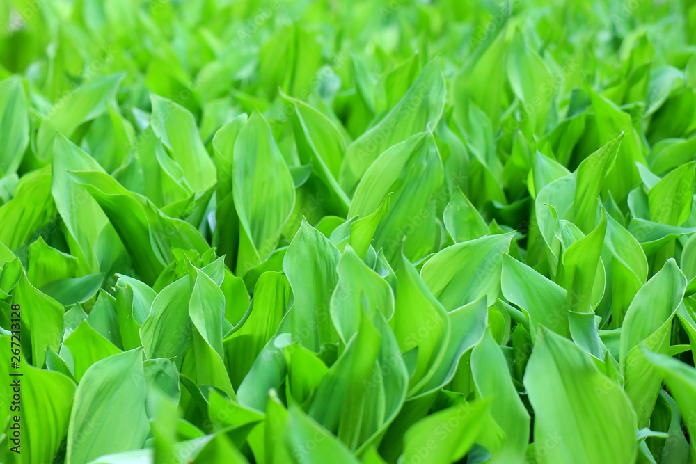 the leaves of Lily of the valley the leaves of Lily of the valley