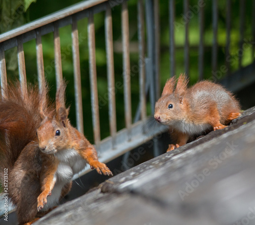 Eurasian red squirrel playing on the roof an in the tree, Fuerth, Germany photo