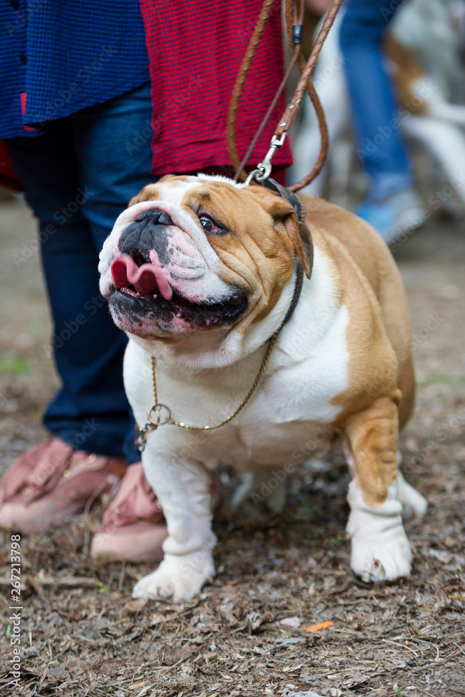 Bulldog breed dogs at the show. Spring, beautiful, purebred dogs, close-up, portrait. The dog is standing next to the owner on a leash