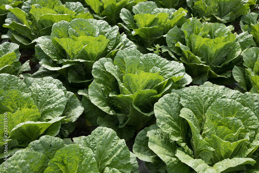 chinese cabbage crops in growth at field chinese cabbage crops in growth at field