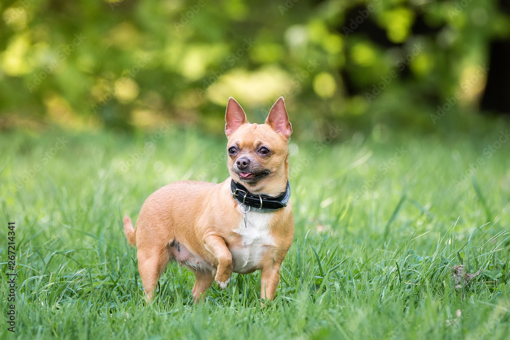 Chihuahua dog on the grass