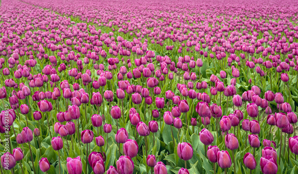 Full screen image with purple colored tulips in seemingly endless flower beds at a specialized Dutch bulb nursery. It is springtime now.