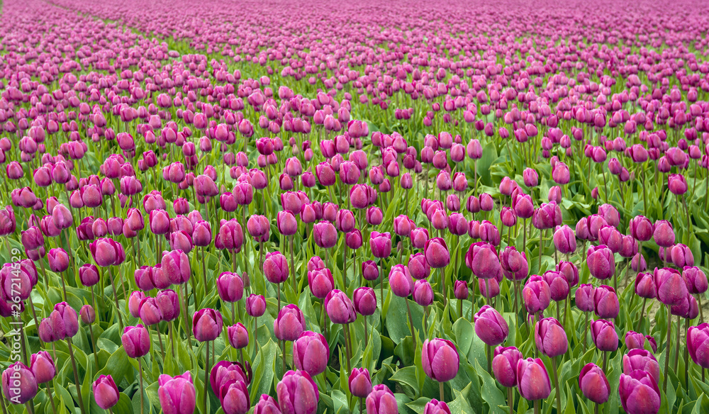 Full screen image with purple colored tulips in seemingly endless flower beds at a specialized Dutch bulb nursery. It is springtime now. Full screen image with purple colored tulips in seemingly endless flower beds at a specialized Dutch bulb nursery. It is springtime now.