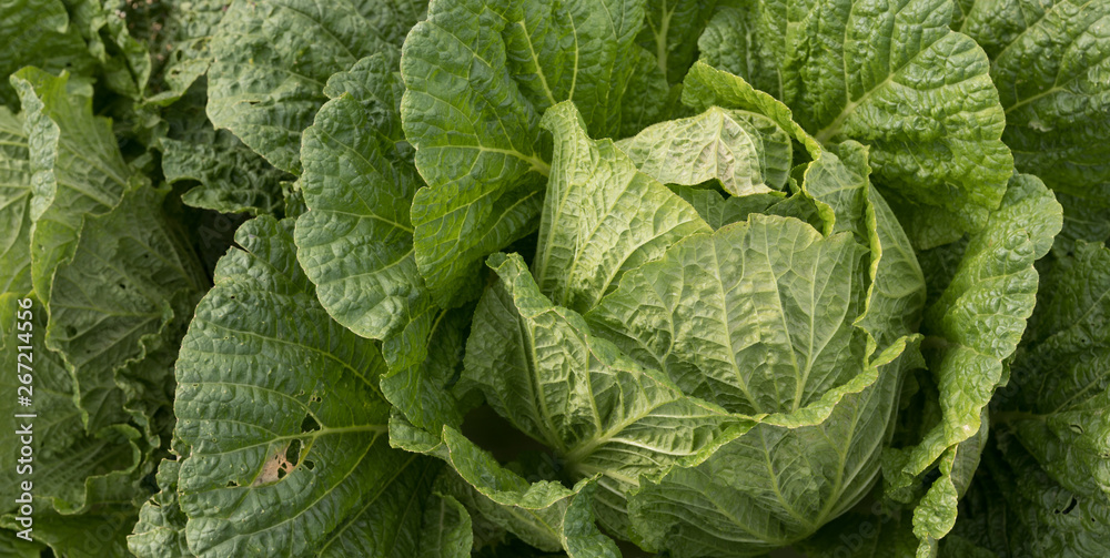 Chinese cabbage and onion in growth at field Chinese cabbage and onion in growth at field