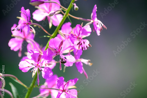 Purple fireweed flowers close up on an blur background photo