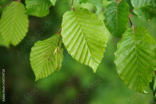 Hainbuche (Carpinus Betulus) Blätter - Birke - keine Buche