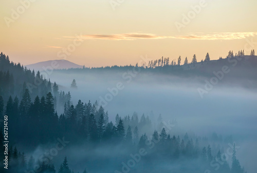 Summer mountain landscape. Morning fog over blue mountain hills covered with dense misty spruce forest on bright pink sky at sunrise copy space background. © bilanol