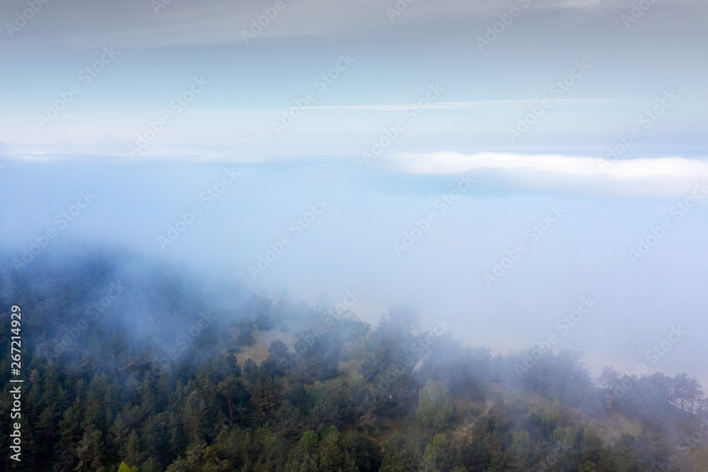 Foggy morning on forest at Baltic sea coast. Foggy morning on forest at Baltic sea coast.