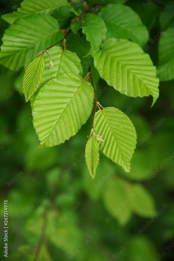Hainbuche (Carpinus Betulus) Blätter - Birke - keine Buche Hainbuche (Carpinus Betulus) Blätter - Birke - keine Buche